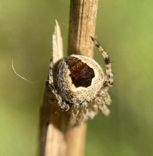 Agalenatea redii